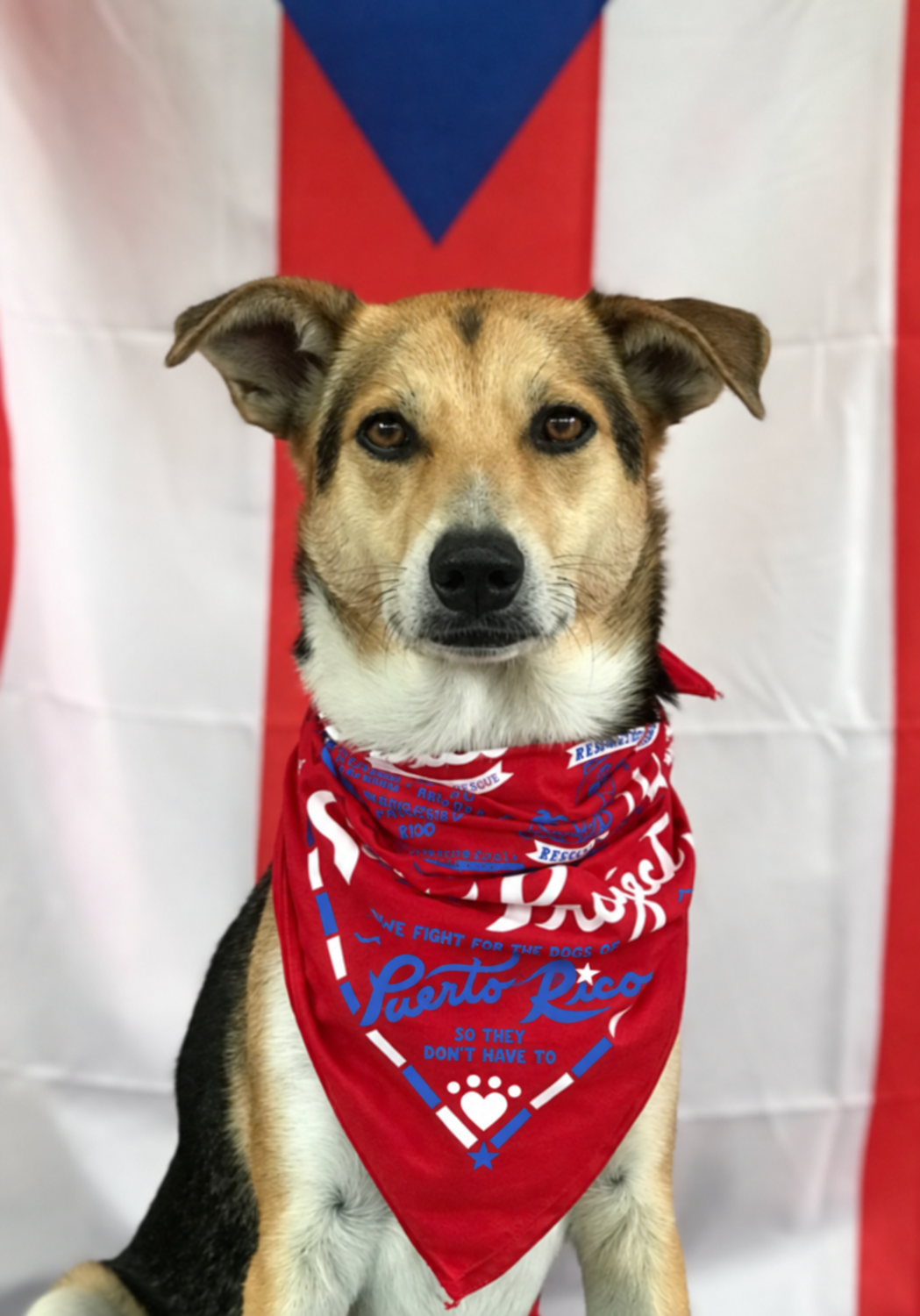 Exclusive Sato Project Bandana