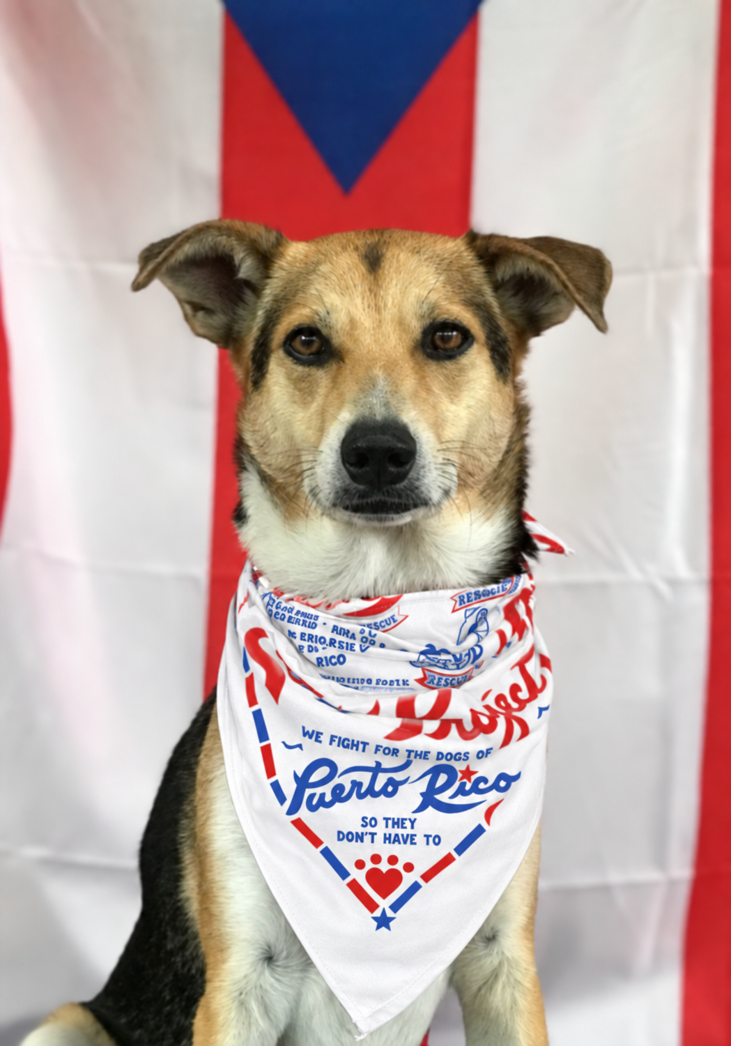 Exclusive Sato Project Bandana